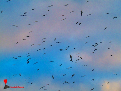 Il volo dei gabbiani nel cielo di Stromboli.